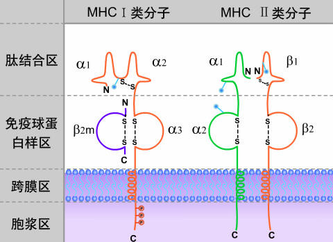 爱游戏体育-hlab27阳性一定是强直性脊柱炎吗